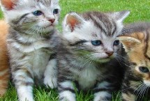 猫细小的症状，首先需要确定猫是否真的感染