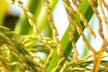 新育40水稻栽培技术要点，4月中旬播种