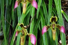 带叶兜兰的花期，花期在春季4-5月之间