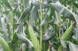 裕丰288玉米栽培技术要点，亩种植密度4000株