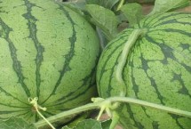 西瓜种植时注意事项，需选择深厚疏松的种植地