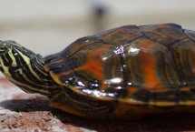 火焰龟属于巴西龟吗，在深水中容易溺亡