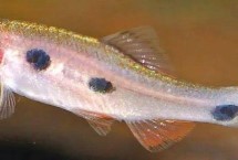 三斑泰波鱼怎么养，饲养难度较小