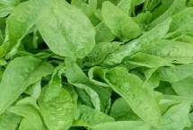 有机蔬菜的选购鉴别方法，前者禁用化学物质、后者按标准体系生产