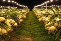 火龙果落花落果的预防措施，夜晚增加光照可以延长花期
