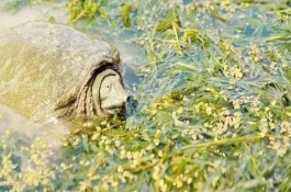 水鱼养殖方法与技术，可喂食蛤蜊、小虾、蝌蚪等