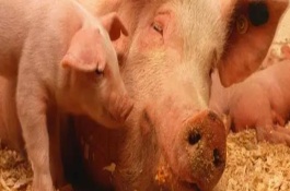 育肥猪拉稀不吃食如何治疗，喂细筛片更容易消化