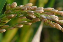 富禾稻1305水稻栽培技术要点，粳型常规水稻品种