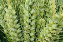 皖麦986小麦栽培技术要点，为中筋品种