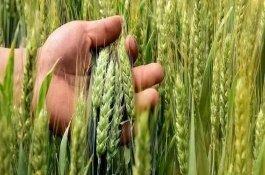 轮选103小麦种子说明，平均生育期为242天