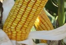 圳甜6号玉米栽培技术要点，春植生育期78天