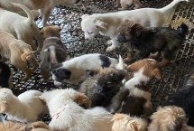 养一百只土狗的利润，收益通常可达到30%左右