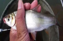 钓鲴鱼的经典配方，喜欢腥味、麸香和酒香的饵料