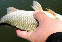 野钓鲫鱼拉饵调漂最佳方法，荤素都喜欢吃