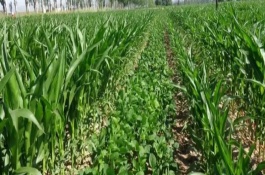 佳豆26大豆栽培技术要点，该品种亚有限结荚习性
