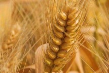 海纳麦69小麦栽培技术要点，半冬性品种