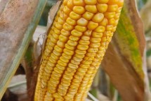 华皖620玉米栽培技术要点，普通夏玉米品种