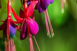 倒挂金钟的盆栽方法，根据株高采取不同的修剪措施