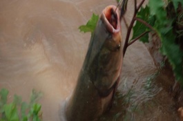 能否用弹簧钓组垂钓鲢鳙，可以使用且比较普遍