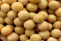 冈豆1号大豆栽培技术要点，生育期102.2天