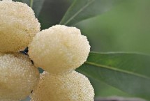 杨梅四大品种，主要产自浙江的上虞、余姚、福建等地