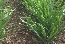 如何施肥才能提高韭菜的产量，可以根据不同的生长阶段合理使用尿素