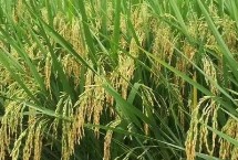 声农7号水稻栽培技术要点，秧田播种量25-30kg