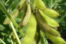 中黄73大豆栽培技术要点，6月上中旬播种