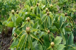 种植重楼用什么肥料长得快，5月下旬-6月上旬随时注意杂草