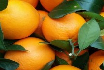 脐橙冬季施肥要领，不同生长阶段所需肥不同