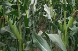 良玉99号玉米栽培技术要点，比对照品种晚1天