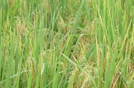 昌两优馥香占水稻栽培技术要点，每亩有效穗数15.7万穗