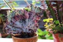 麒麟掌怎么施肥，清明至谷雨间合适