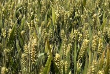 联麦72小麦栽培技术要点，适宜等行距15厘米全密播种