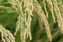 深3优9518水稻栽培技术要点，每亩有效穗数15.2万穗