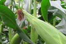潞玉1627玉米栽培技术要点，中抗茎腐病
