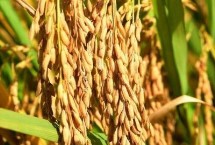 金旱1号水稻栽培技术要点，每亩6万~8万穴