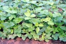 南农66大豆栽培技术要点，属早熟夏大豆品种