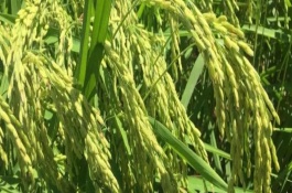 特优1359水稻栽培技术要点，每亩大田氮肥施用总量15千克