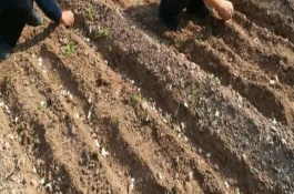 大蒜在北方的种植技术，多集中在9月份左右