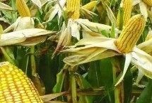 DF736玉米栽培技术要点，中抗茎腐病26.2%MR