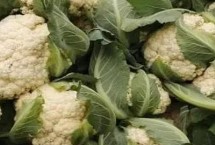 花椰菜有哪些虫害，生长期间要松土1-2次