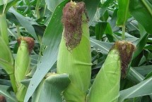 宏硕128玉米栽培技术要点，适宜密度为4500株/亩左右