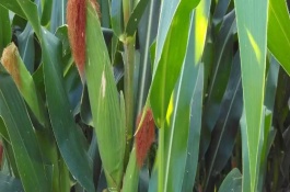 五谷8818玉米种子介绍，平均生育期134-136天