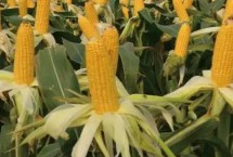 金G1908玉米栽培技术要点，注意防治丝黑穗病