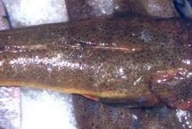 为何说潮汕人最懂吃鲬鱼，一斤需要3-6元左右