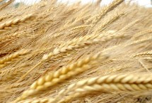 安麦11小麦栽培技术要点，适宜播种期10月上中旬