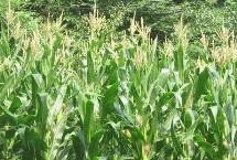 大汇18玉米栽培技术要点，适宜密度为4500株/亩左右