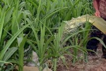 玉米播种后几天浇水，播种期、拔节期的需水量都比较大