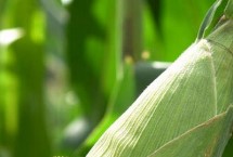 翔玉791玉米栽培技术要点，适应区4月下旬至5月上旬播种